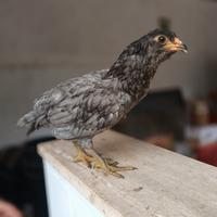 Galli razza araucana