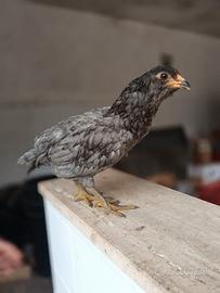 Galli razza araucana