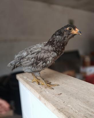 Galli razza araucana