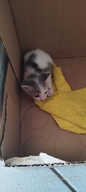 Gattino da affidare in adozione