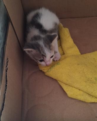 Gattino da affidare in adozione