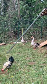 Oca del Campidoglio Maschio Adulto