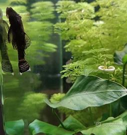 piantine acquario ANUBIAS
