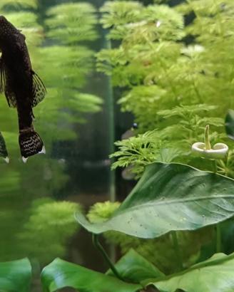 piantine acquario ANUBIAS