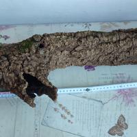 Corteccia sughero