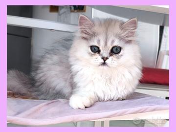 gatti persiani , gatti british 