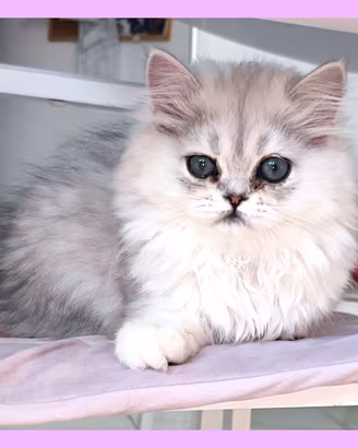 gatti persiani , gatti british 