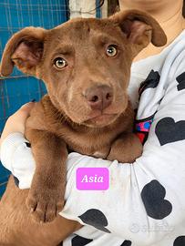 Piccoli simpatici meticci