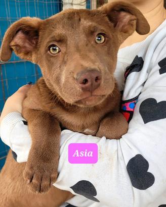 Piccoli simpatici meticci