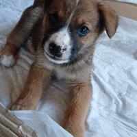 Cuccioli e cucciole disponibili per serie adozioni