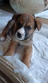 Cuccioli e cucciole disponibili per serie adozioni