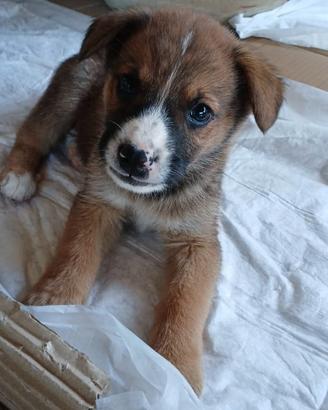 Cuccioli e cucciole disponibili per serie adozioni