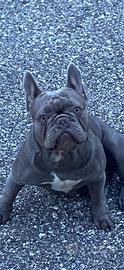 Bulldog francese