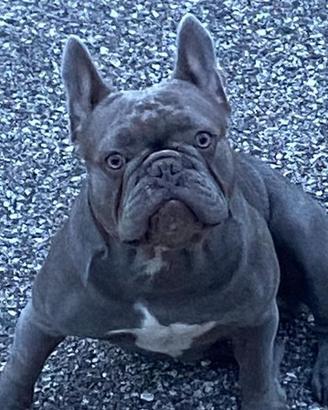 Bulldog francese