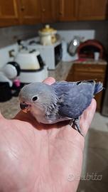 Inseparabile blu da imbecco