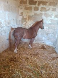 Pony maschio Welsh