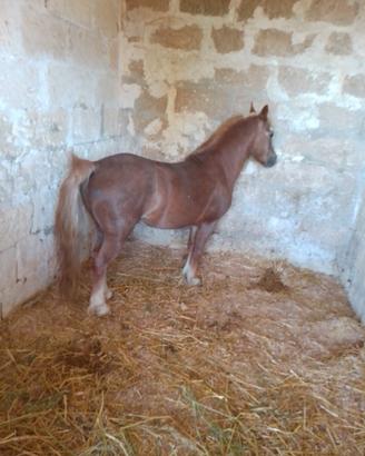 Pony maschio Welsh