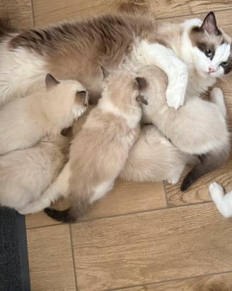 Cuccioli di Ragdoll con pedigree