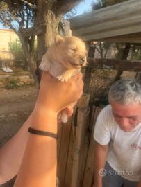 Volpini di pomerania