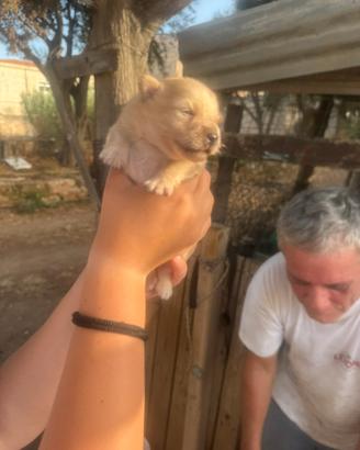 Volpini di pomerania