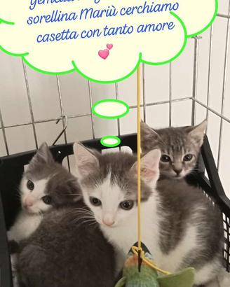 3 gattini a Gemona del Friuli