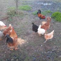 2 galli e 10 galline ottime ovazion e giovani