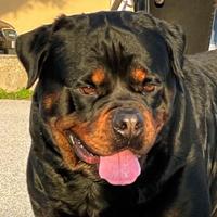 Cuccioli di ROTTWEILER