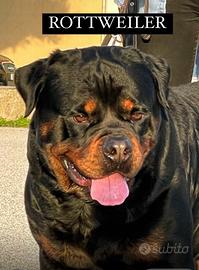 Cuccioli di ROTTWEILER