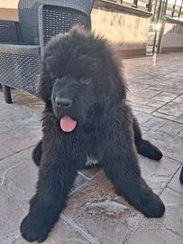 Cuccioli terranova