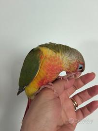 Conuro guance verdi allevato a mano