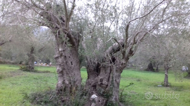 Terreno agricolo con piante di ulivo