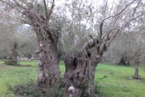 Terreno agricolo con piante di ulivo