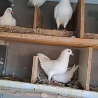 Piccioni California bianchi