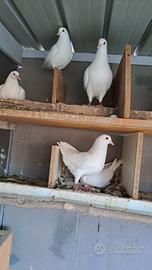 Piccioni California bianchi