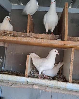 Piccioni California bianchi