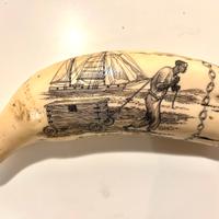 Dente di balena inciso - scrimshaw