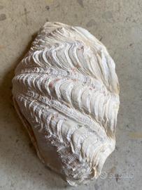 Conchiglie da collezione