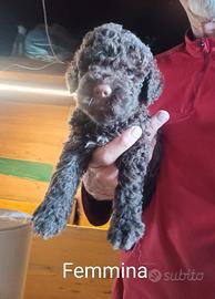 Lagotto Romagnolo cuccioli
