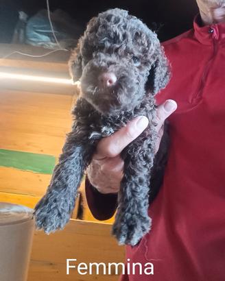 Lagotto Romagnolo cuccioli