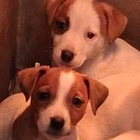 Jack Russell Terrier cuccioli pedigree ROI