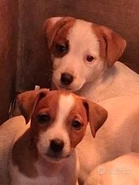 Jack Russell Terrier cuccioli pedigree ROI