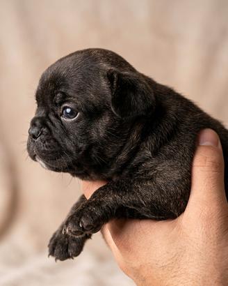 Bulldog francese