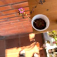 Drosera Spatulata - SEMI