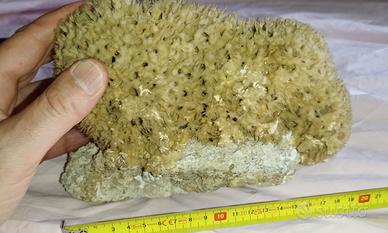 roccia marina con spugna 