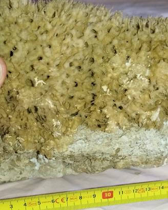 roccia marina con spugna 