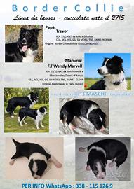 Cuccioli Border Collie con Pedigree