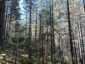 Terreno Agricolo San Giovanni in Fiore (Acquafredd