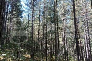 Terreno Agricolo San Giovanni in Fiore (Acquafredd