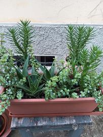 composizione piante grasse