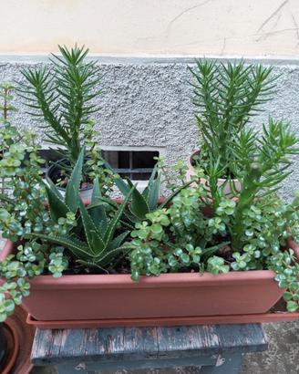 composizione piante grasse